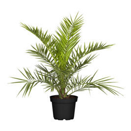 Zimmerpflanze "Grünaldum cimmericum"